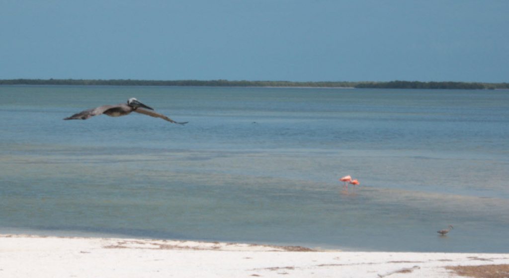 isla Holbox yucatan mexico isla pajaros flamingos blog albatros