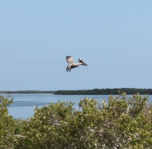 Isla pagaros isla holbox yucatan mexico albatros tour tres islas