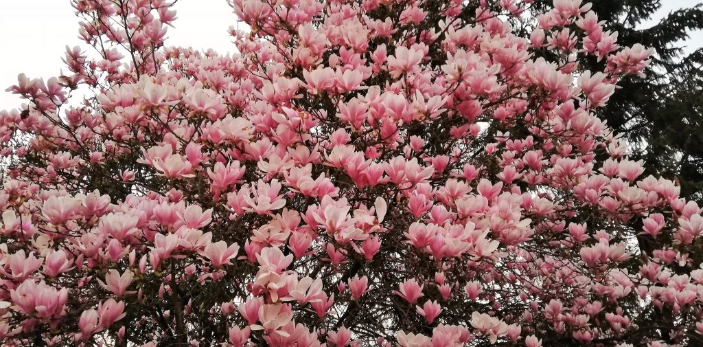magnolia magnoliaboom blog roze