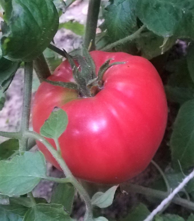tomaat van eigen kweek aveve svrine