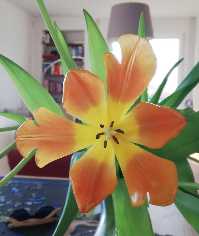 oranje tulpen coronavirus