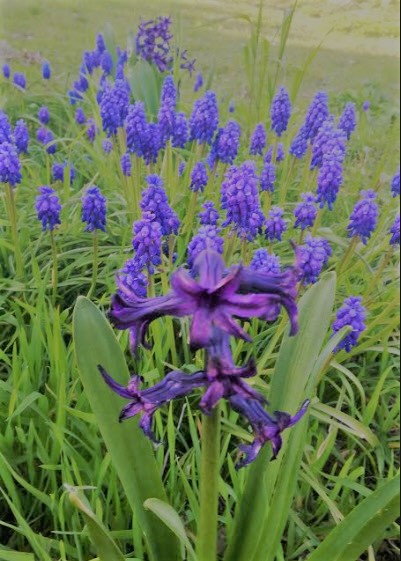 blauwe boontjes paarse hyacint lente blog blogpost