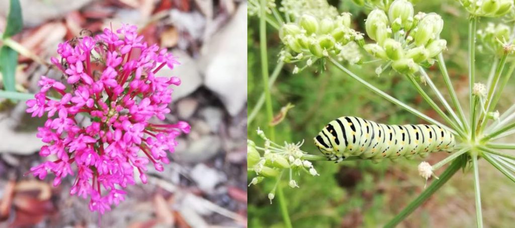 groene rups roze bloem