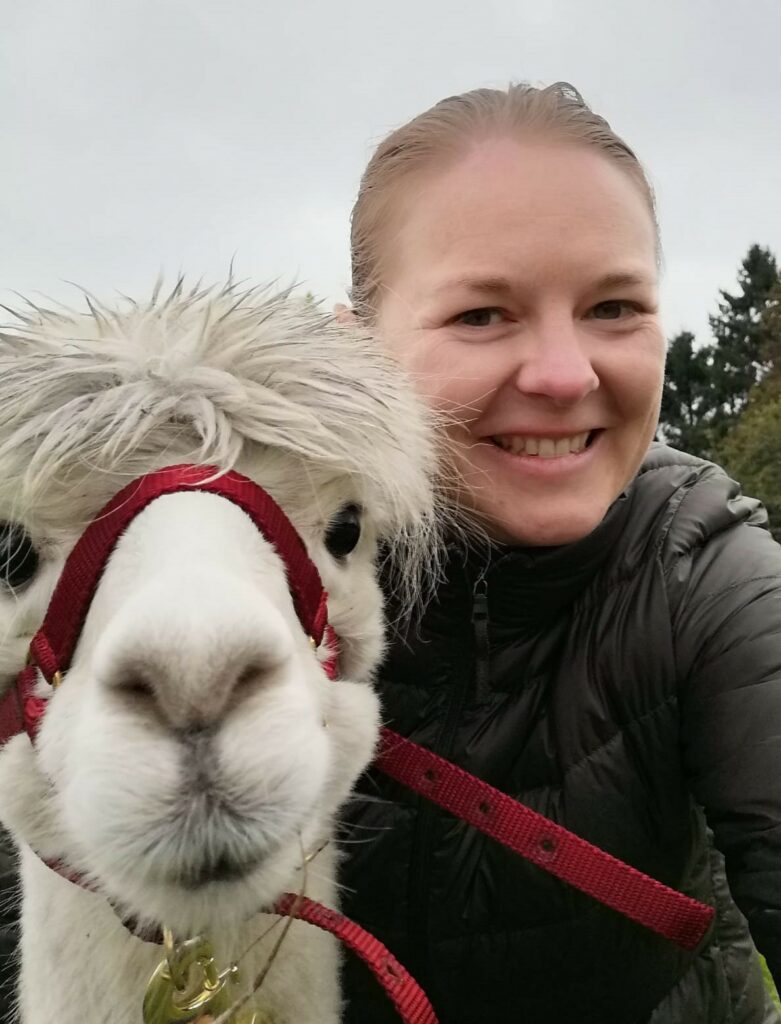 alpaca alpacaworld koewacht nederland alpacawandeling